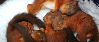 Mostly squirrels have 1-2 litters, in the southern regions there would be