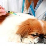 Vaccination of Pekingese puppies - when and how to do the first vaccinations correctly
