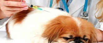 Вакцинация щенков пекинеса — когда и как правильно делают первые прививки
