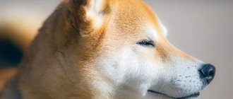 Your pet Akita Inu: pros and cons of the breed, character traits and maintenance of the dog