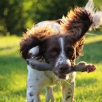 Важность обучения собак запретительным командам