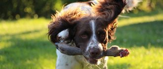 Важность обучения собак запретительным командам