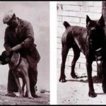 Great Threat or Great Kindness: Italian Mastiff Cane Corso