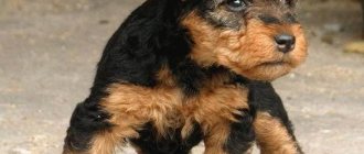 Welsh Terrier-dog-Description-features-care-and-price-of-Welsh Terrier-7