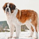 A faithful, dedicated and brave dog is just a brief description of the noble St. Bernard breed, which for many centuries have been not just affectionate pets, but also brave rescuers.