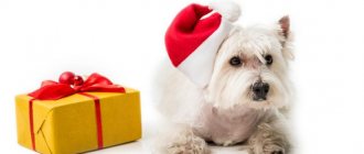 West Highland White Terrier: characteristics, standard description, care, and maintenance features