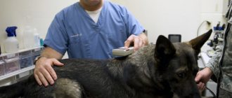 Veterinarian looking for a chip in a dog