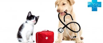 Veterinary first aid kit