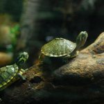 Types of small turtles for home keeping