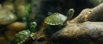 Types of small turtles for home keeping