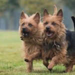Types-of-terriers-Description-features-names-and-photos-of-types-of-terriers-3