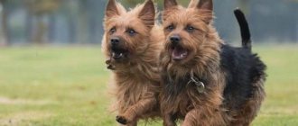 Types-of-terriers-Description-features-names-and-photos-of-types-of-terriers-3