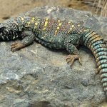 Species-of-lizards-with-names-features-and-photos-3