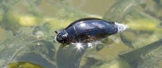 Species-of-beetles-Classification-features-of-structure-and-behavior-name-and-photo-species-of-beetles-6