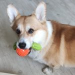 The owner of a corgi shared her experience and told how to keep these dogs in an apartment and not screw it up