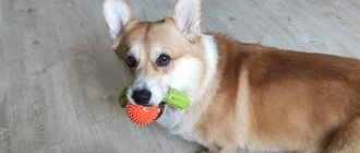 The owner of a corgi shared her experience and told how to keep these dogs in an apartment and not screw it up