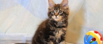 Raising Maine Coon kittens at home