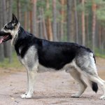 East European Shepherd - description of the breed, pros and cons.