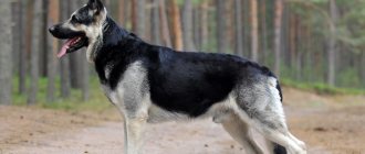 East European Shepherd - description of the breed, pros and cons.