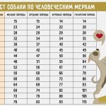 Dog age according to human standards table