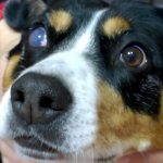 congenital glaucoma in a dog&#39;s eye
