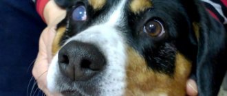 врожденная глаукома на глазу собаки