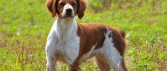 All about the French Spaniel breed.
