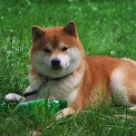 All about the Shiba Inu breed.