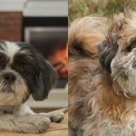 All about the Shih Tzu dog breed: a detailed guide to selection and care for novice dog breeders