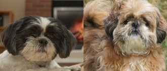Все о породе собак ши-тцу: подробное руководство по выбору и уходу для начинающих собаководов