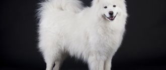 All about the Samoyed Laika (Samoyed): characteristics, description of the standard, care, and maintenance features