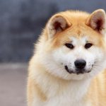 Everything about Akita Inu: standards, history of origin, characteristics and features of care and education.