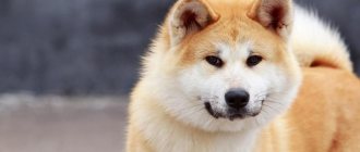 Everything about Akita Inu: standards, history of origin, characteristics and features of care and education.