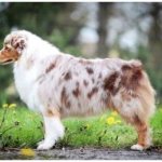 All dog colors names with photos thumbnail