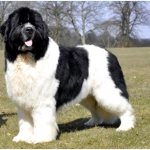 All dog breeds with black and white coloring thumbnail