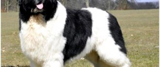 All dog breeds with black and white coloring thumbnail