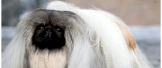 All breeds of dogs with a flattened muzzle thumbnail