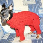 Knitting clothes for a toy terrier: knitting, crochet, patterns, master classes with photos for beginners