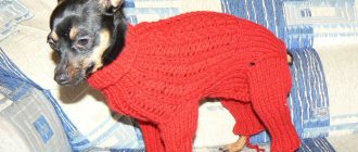 Knitting clothes for a toy terrier: knitting, crochet, patterns, master classes with photos for beginners
