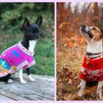Knitted Sweaters for Small Dogs
