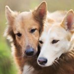 Вязка собак – что это такое, правила подготовки и особенности прохождения процесса
