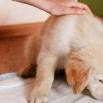 Choosing a place - How to accustom a puppy to a diaper