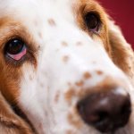 Eye discharge in dogs