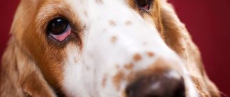 Выделение глаз у собак