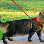 Walking your pet on a leash/harness