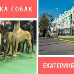 Dog show in Yekaterinburg