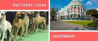 Dog show in Yekaterinburg