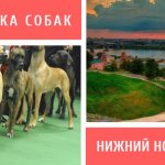 Dog show in Nizhny Novgorod