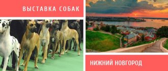 Dog show in Nizhny Novgorod