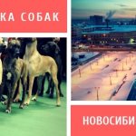 Dog show in Novosibirsk